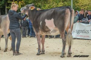 k-AR8I4421 Rinderchampion BV Felders BS Biver BIVORAH Felder Franz